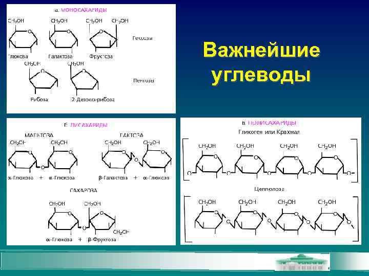 Важнейшие углеводы 