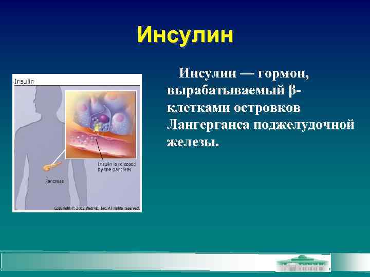 Инсулин — гормон, вырабатываемый βклетками островков Лангерганса поджелудочной железы. 