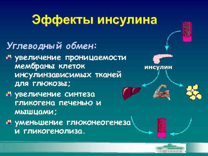 Эффекты инсулина Углеводный обмен: увеличение проницаемости мембраны клеток инсулинзависимых тканей для глюкозы; увеличение синтеза