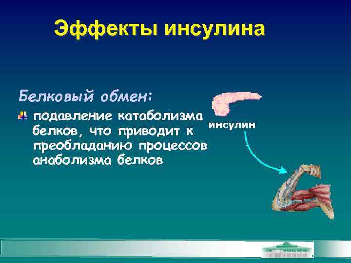 Эффекты инсулина Белковый обмен: подавление катаболизма инсулин белков, что приводит к преобладанию процессов анаболизма