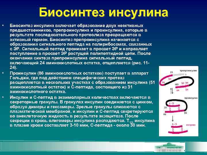 Биосинтез инсулина • • • Биосинтез инсулина включает образование двух неактивных предшественников, препроинсулина и