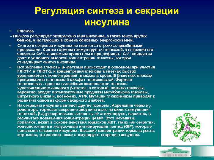Регуляция синтеза и секреции инсулина • Глюкоза - Глюкоза регулирует экспрессию гена инсулина, а