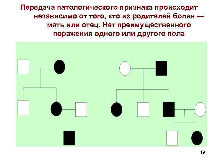 Передача патологического признака происходит независимо от того, кто из родителей болен — мать или
