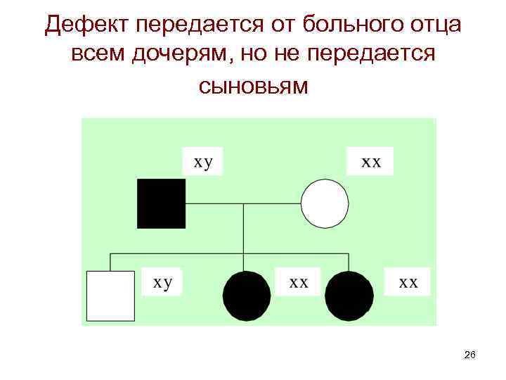 Дефект передается от больного отца всем дочерям, но не передается сыновьям 26 