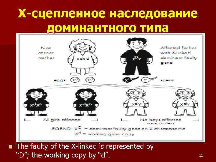 Х-сцепленное наследование доминантного типа n The faulty of the X-linked is represented by “D”;