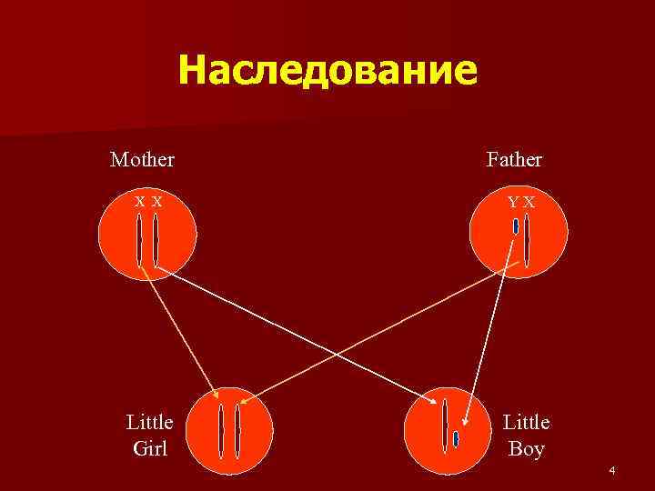 Наследование Mother X X Little Girl Father YX Little Boy 4 