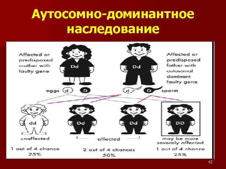 Аутосомно-доминантное наследование 42 