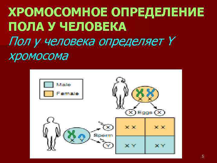 ХРОМОСОМНОЕ ОПРЕДЕЛЕНИЕ ПОЛА У ЧЕЛОВЕКА Пол у человека определяет Y хромосома 5 