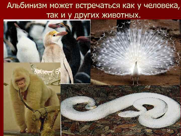 Альбинизм может встречаться как у человека, так и у других животных. 54 