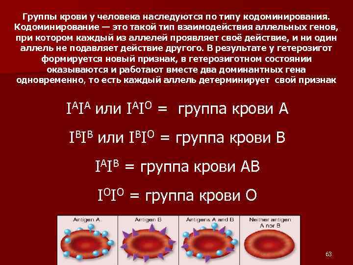 Взаимодействие генов групп крови. Кодоминирование наследование групп крови. Наследование групп крови у человека. Группы крови человека системы АВО. Группы крови у человека наследуются.