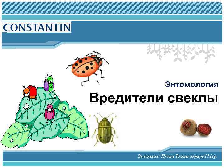 L/O/G/O Энтомология Вредители свеклы Выполнил: Попов Константин 111 гр 