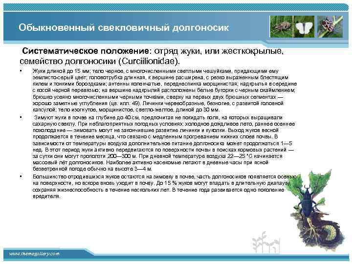 Обыкновенный свекловичный долгоносик Систематическое положение: отряд жуки, или жесткокрылые, семейство долгоносики (Curciilionidae). • •