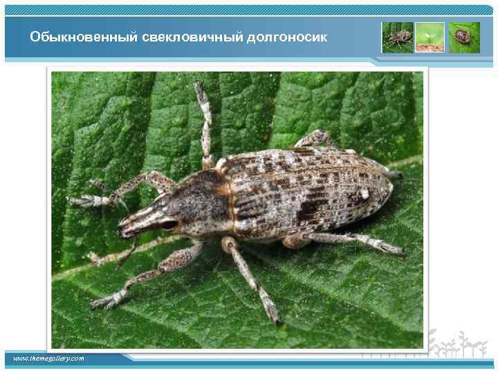 Обыкновенный свекловичный долгоносик www. themegallery. com 