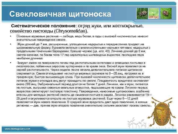 Свекловичная щитоноска Систематическое положение: отряд жуки, или жесткокрылые, семейство листоеды (Chrysomelidae). • • •