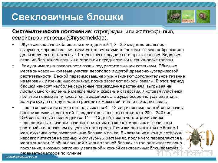 Свекловичные блошки Систематическое положение: отряд жуки, или жесткокрылые, семейство листоеды (Chrysomelidae). • • •