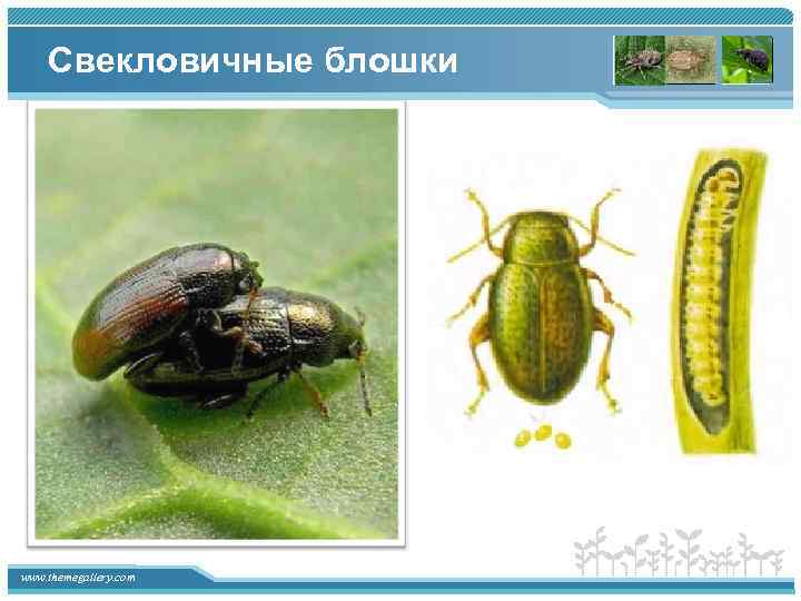 Свекловичные блошки www. themegallery. com 