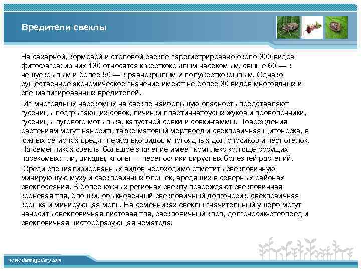 Вредители свеклы На сахарной, кормовой и столовой свекле зарегистрировано около 300 видов фитофагов: из
