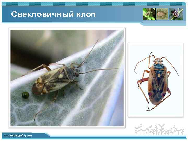 Свекловичный клоп www. themegallery. com 