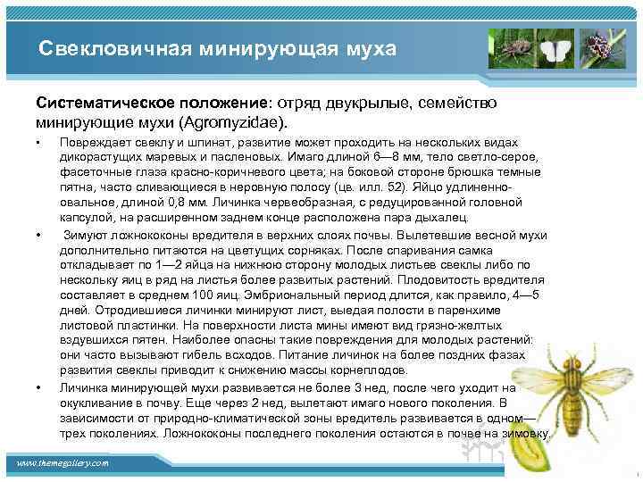 Свекловичная минирующая муха Систематическое положение: отряд двукрылые, семейство минирующие мухи (Agromyzidae). • • •