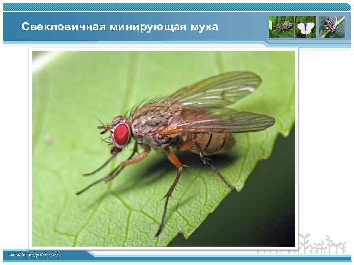 Свекловичная минирующая муха www. themegallery. com 