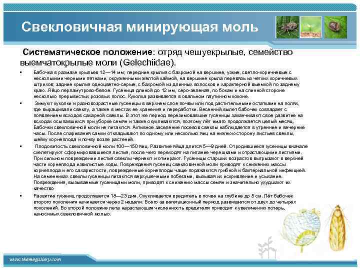 Свекловичная минирующая моль Систематическое положение: отряд чешуекрылые, семейство выемчатокрылые моли (Gelechiidae). • • Бабочка