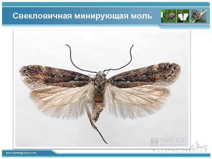 Свекловичная минирующая моль www. themegallery. com 