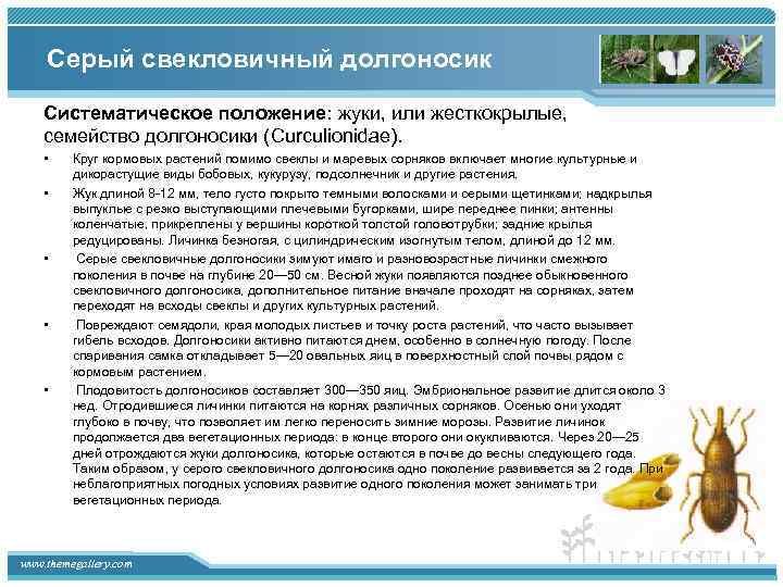 Серый свекловичный долгоносик Систематическое положение: жуки, или жесткокрылые, семейство долгоносики (Curculionidae). • • •