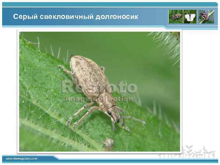 Серый свекловичный долгоносик www. themegallery. com 