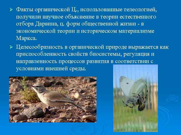 Факты органической Ц. , использованные телеологией, получили научное объяснение в теории естественного отбора Дарвина,