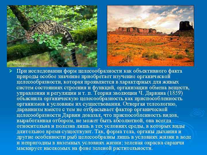 Ø При исследовании форм целесообразности как объективного факта природы особое значение приобретает изучение органической