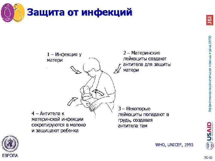 1 – Инфекция у матери 4 – Антитела к материнской инфекции секретируются в молоко