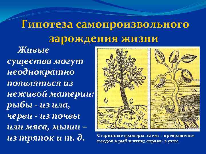 Гипотеза самопроизвольного зарождения жизни Живые существа могут неоднократно появляться из неживой материи: рыбы -