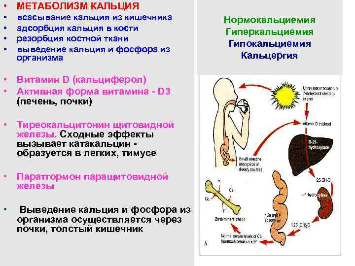  • МЕТАБОЛИЗМ КАЛЬЦИЯ • • всасывание кальция из кишечника адсорбция кальция в кости