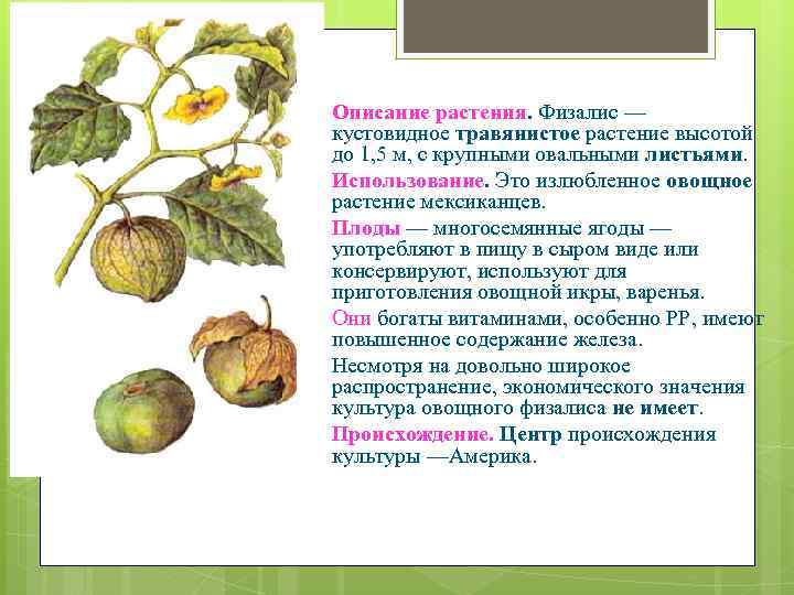 Описание растения. Физалис — кустовидное травянистое растение высотой до 1, 5 м, с крупными