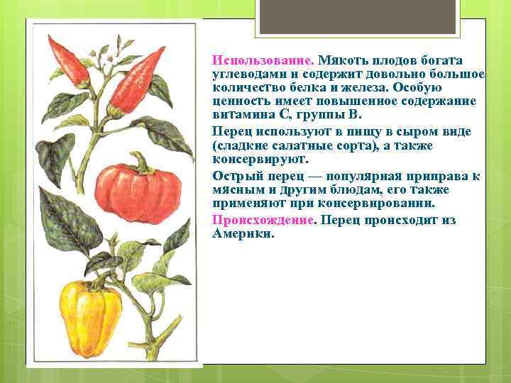 Использование. Мякоть плодов богата углеводами и содержит довольно большое количество белка и железа. Особую