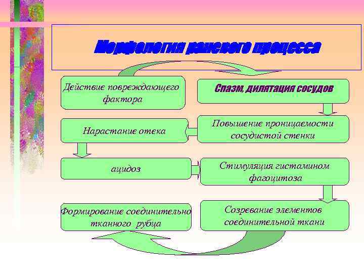 Морфология раневого процесса Действие повреждающего фактора Спазм, дилятация сосудов Нарастание отека Повышение проницаемости сосудистой