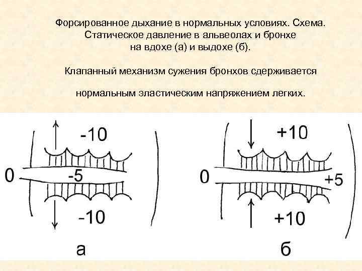 На рисунке изображена схема объясняющая механизм внешнего дыхания человека какое общее свойство