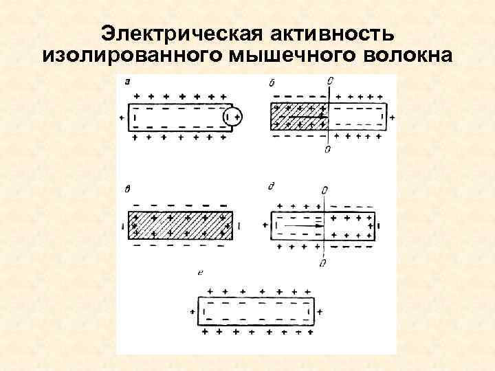 Электрическая активность изолированного мышечного волокна 