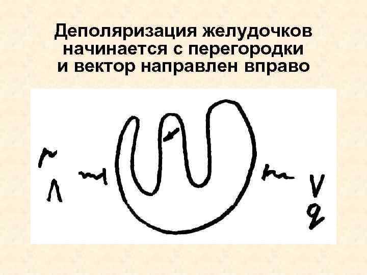 Деполяризация желудочков начинается с перегородки и вектор направлен вправо 