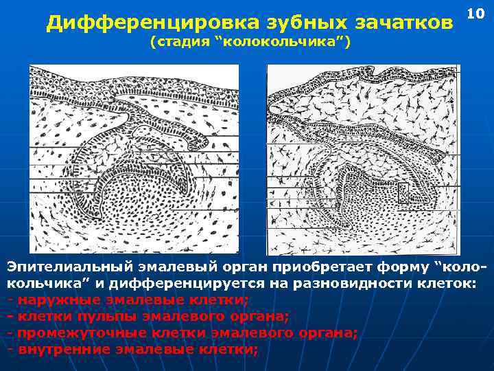 Дифференцировка зубных зачатков 10 (стадия “колокольчика”) Эпителиальный эмалевый орган приобретает форму “колокольчика” и дифференцируется