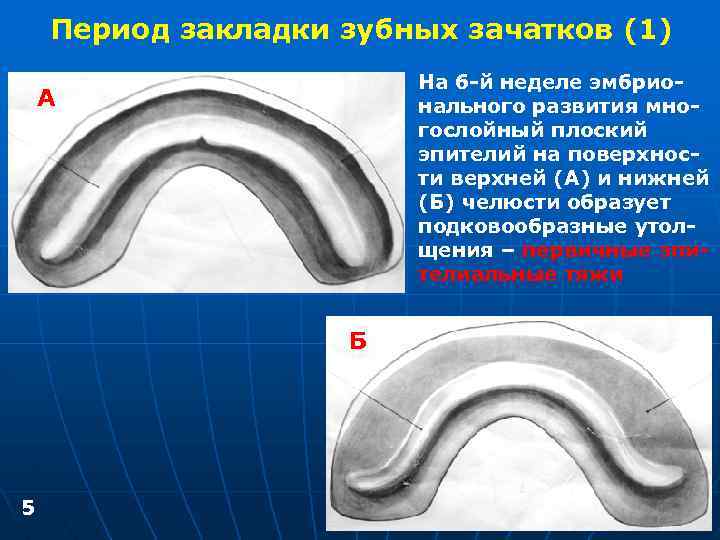 Период закладки зубных зачатков (1) На 6 -й неделе эмбрионального развития многослойный плоский эпителий