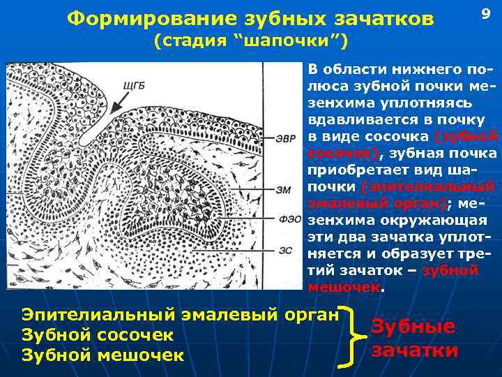 Формирование зубных зачатков 9 (стадия “шапочки”) В области нижнего полюса зубной почки мезенхима уплотняясь