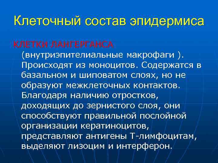 Клеточный состав эпидермиса КЛЕТКИ ЛАНГЕРГАНСА (внутриэпителиальные макрофаги ). Происходят из моноцитов. Содержатся в базальном