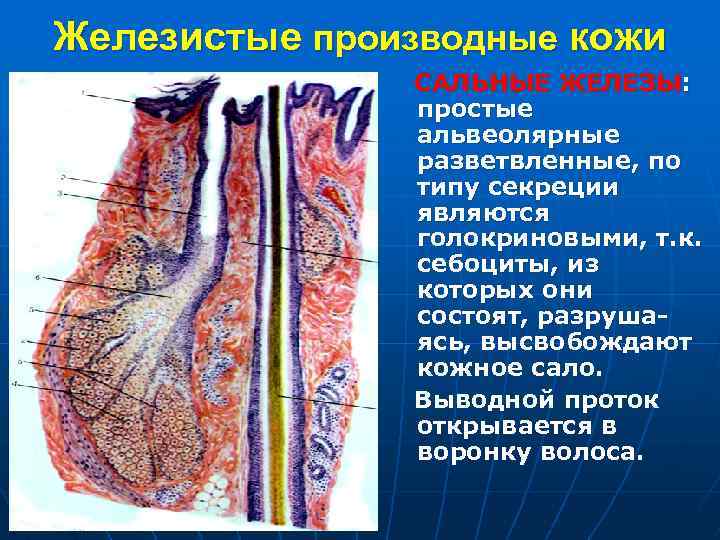 Железистые производные кожи САЛЬНЫЕ ЖЕЛЕЗЫ: простые альвеолярные разветвленные, по типу секреции являются голокриновыми, т.