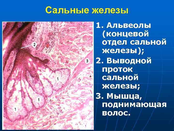 Сальные железы 1. Альвеолы (концевой отдел сальной железы); 2. Выводной проток сальной железы; 3.