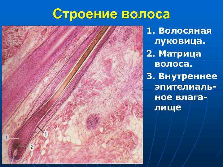 Строение волоса 1. Волосяная луковица. 2. Матрица волоса. 3. Внутреннее эпителиальное влагалище 