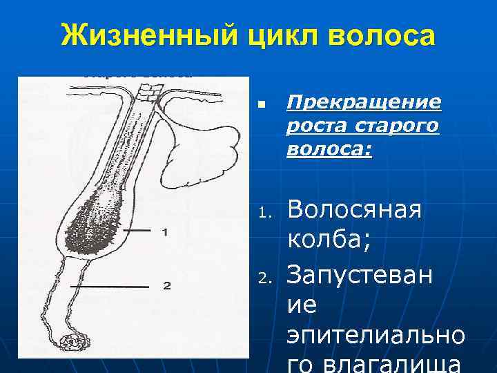 Жизненный цикл волоса n 1. 2. Прекращение роста старого волоса: Волосяная колба; Запустеван ие
