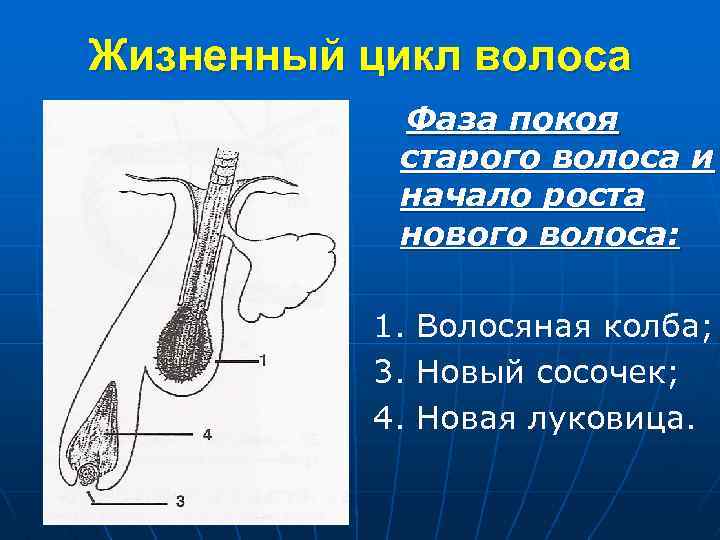 Жизненный цикл волоса Фаза покоя старого волоса и начало роста нового волоса: 1. 3.