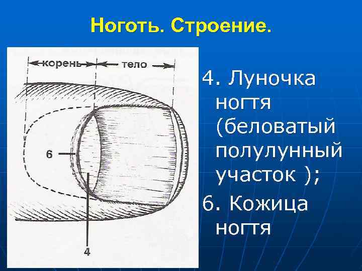 Ноготь. Строение. 4. Луночка ногтя (беловатый полулунный участок ); 6. Кожица ногтя 