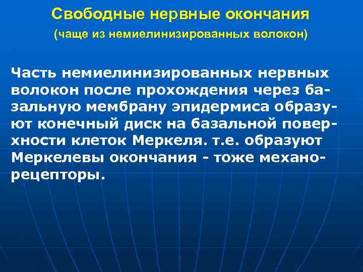 Свободные нервные окончания (чаще из немиелинизированных волокон) Часть немиелинизированных нервных волокон после прохождения через